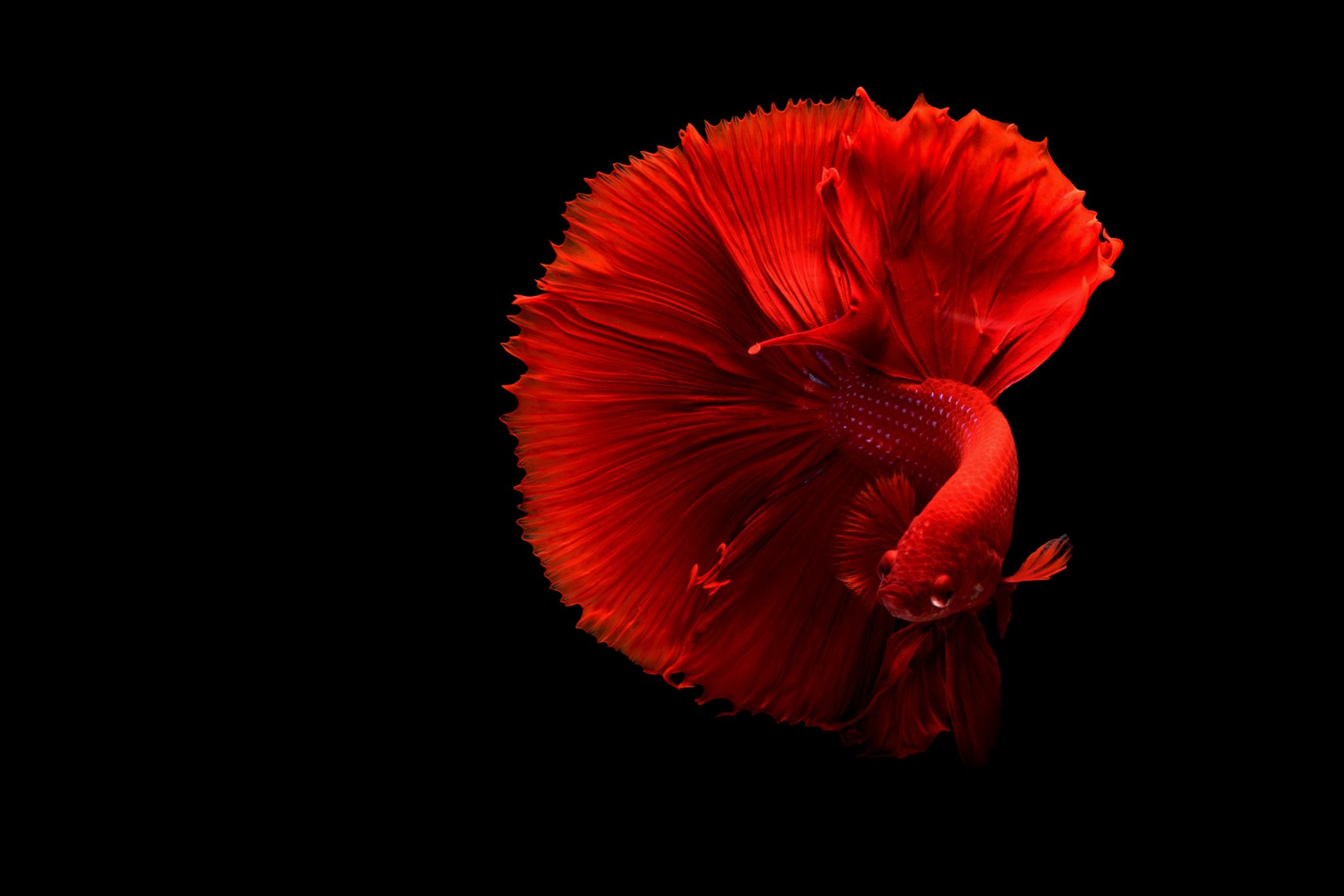 Different types of Betta fish for your tank - Aquariumfreaks.com