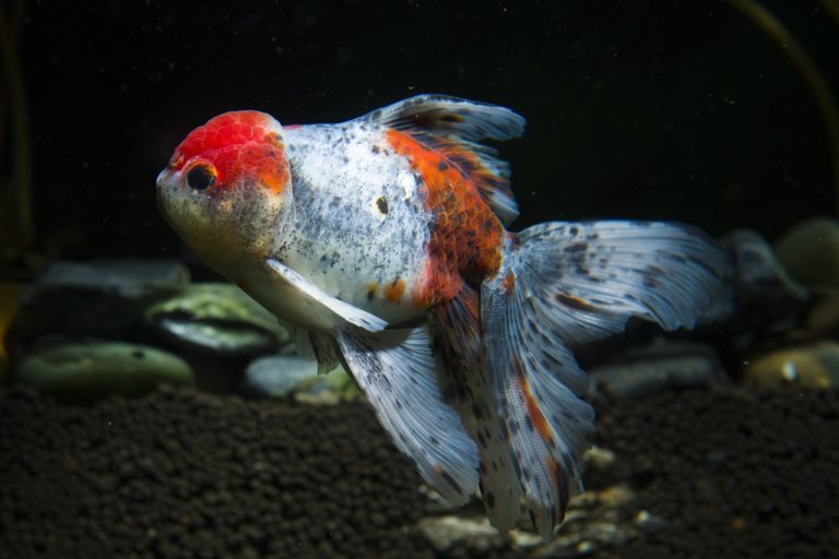 The Goldfish facts and care guide - aquariumfreaks.com